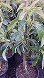 9EzTropical - Little Cado Dwarf Avocado - Grafted Tree - 1 Feet Tall - Ship in Plastic Bag