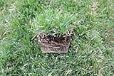 El Toro Zoysia Sod Plugs 18 Pack | Samson Botanicals Sod Plugs | Drought-Tolerant | Shade Tolerant | 3 X 3 Grass Plug