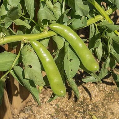 Organic Sprouting Fava Bean Seeds - 1 Lb - Non-GMO - Heirloom - for Sprouts, Microgreens, Vegetable Garden - Vicia faba