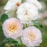 Heirloom Roses David Austin Rose Bush - Emily Bronte English Own Root One Gallon Fragrant Rose Plant