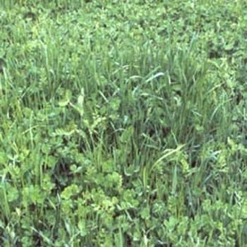 Outsidepride Gardenway Cover Crop Seeds - 10 lbs Nutrient-Rich Seed Mix for Soil Health Improvement & Home Gardens - Mixture of Triticale, Peas, Oats, Vetch, Annual Ryegrass, Crimson Clover