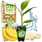 Dwarf Cavendish Banana Plant Live Tree - Musa - Wellspring Gardens Starter Plant - Exquisite Dwarf Banana Plant for Indoor and Outdoor Ambiance - Compact Size
