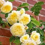 Heirloom Roses David Austin Rose Plant - The Pilgrim® Yellow Rose Bush, Live Plant for Planting Outdoors