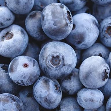 50 Blueberry Northern Highbush Mix (Pre-Stratified) Fruit Bush Vaccinium Corymbosum Seeds