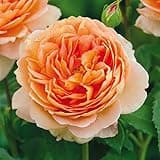 Heirloom Roses Carding Mill™ Rose Bush - David Austin Rose Plant for Outdoor Planting