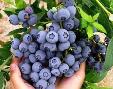 Springhigh Blueberry Plants 5-9" Live Bush - Pack of 2 (Two) - Earliest Ripening Southern Highbush - Large Sweet Fruit for Warm Climates Zone 8-10 - Low Chill Container Friendly Edible Garden