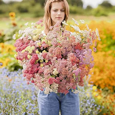 Eden Brothers Yarrow Seeds - Colorado Mix