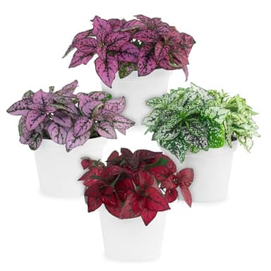 Polka Dot Plant Collection (4-Pack) - House Plants Indoors Live, Air Purifying Live Indoor House Plants, (Red, White, Rose, and Pink) Indoor Plants Live houseplants.