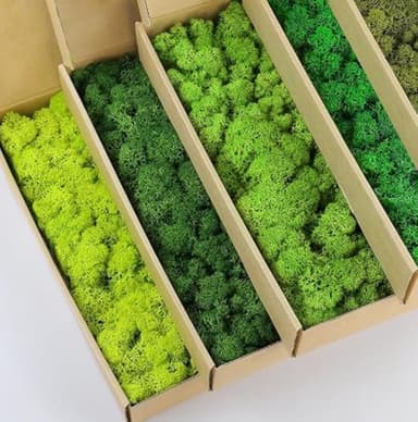 prefleur 5 Color Mix Pack Preserved Reindeer Moss Natural Green DIY Kit Gardenning Art Wall Decor Florist Decor(Color:Color Mix-01(01+02+03+04+11),Size:1.5 sq.ft)