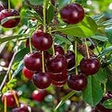 GURNEY'S - Carmine Jewel Dwarf Bush Cherry Deciduous Dormant Bare Root Fruit Bearing Starter Plant - Due to State restrictions Can't Ship to: CA, CO, ID, OR, or WA