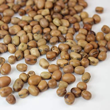 Organic Sprouting Fava Bean Seeds - 30 g Packet ~50 Seeds - Non-GMO - Heirloom - for Sprouts, Microgreens, Vegetable Garden - Vicia faba