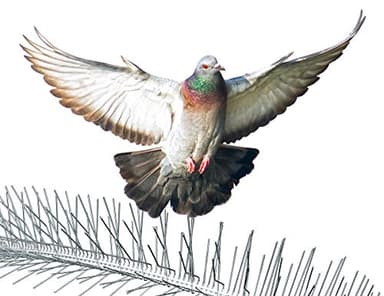 Nixalite Stainless Steel Bird Spikes Premium Model S (8ft, 4-2ft Strips)