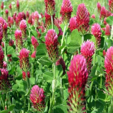 Groundio Crimson Clover Seeds, 5 lbs, Annual Red Clover Seeds for Lawn Alternative, Attracts Pollinators, Nitrocoated and Inoculated Seeds