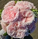 Ma Cherie Roses, Claire Rose Bush, Rare Plants, Rose Bushes Ready to Plant, 2 Quart Pot, Live Plants Outdoor, Plant Gifts, Roses, Rare Plants, Perennial Plants, Outdoor Plants Live