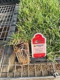 Empire Turf Zoysia Grass Plugs