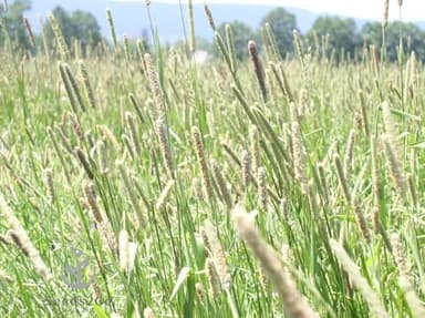 Climax Timothy Grass Seeds, 1 Pound by Seeds2Go