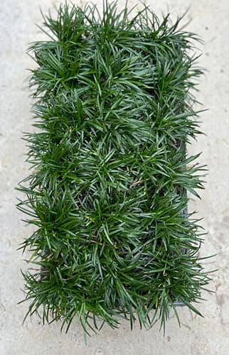 Dwarf Mondo Grass, (Ophiopogon japonicus) 'Nanus', 4-6 Inches Tall 18 Count, 3-inch pots