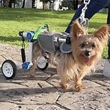 LetPetRun Dog Wheelchair, Adjustable Dog Wheelchair for Back Legs, Stable Dog Cart for Disabled Hind Legs, Help Small Pets with Paralyzed Hind Legs Regain Mobility, XS