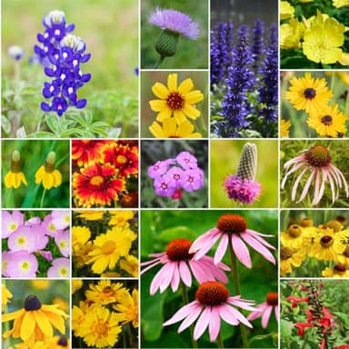 Willard & May South Central All Perennial Wildflower Seed Mix, 500,000+ Flower Seeds, 18 Varieties, Heat and Drought Tolerant, Pollinator Friendly, Plant in Spring or Fall (1 Pound)