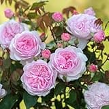 Heirloom Roses David Austin Rose Bush - Olivia Rose Austin Live Pink Rose Plant for Planting Outdoors