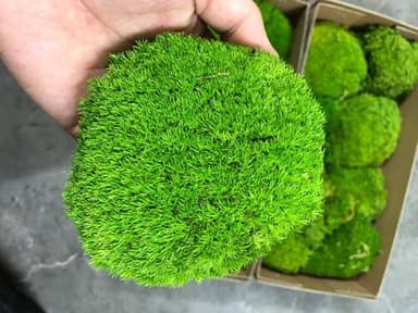 Prefleur Preserved Pole Moss Pillow Bun Cushion Natural Green Decorative Real Natural Green DIY Kit Terrariums Gardenning Art Wall Decor Florist Decor Easter Table Wedding(1.5 sq.ft, Green-B)