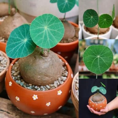 Our 10 Best Red Rattan Stephania Erecta for 2026 [US] | OneClearWinner.com