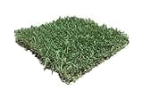 Zoysia Sod Slab for Plugs