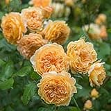 Heirloom Roses David Austin Rose Plant - Crown Princess Margareta® Orange Apricot Rose Bush, Live Plant for Planting Outdoors