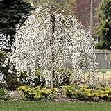 Weeping Cherry Blossom Tree Plant, 8 to 12 Inch Tall Cherry Blossom Tree Live in Pot, Perennial Cherry Blossom Sapling, White Cherry Blossom Tree Plant, Dwarf Cherry Flower Tree Starter Plant