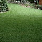 Outsidepride SPF-30 Hybrid Bluegrass Seeds - 10 lbs. Heat & Drought Tolerant, Texas Bluegrass & Kentucky Bluegrass Seed Mix for Challenging Climates, OptiGrowth Coated for Better Establishment