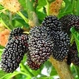 Mulberry "Dwarf Everbearing" Price Includes Four (4) Plants