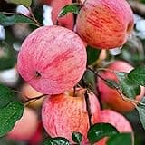 Brighter Blooms Thriving Dwarf Fuji Honeycrisp Apple Trees - Perfect Addition to Yards and Home Gardens