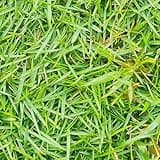 Zoysia Grass Warm-Season Grass Dense, Carpet-Like Growth, Fine Texture, and Overall Durability for Lawns, Golf Courses, and Other Landscape Applications 1/8 lb Grass Seeds by YEGAOL Garden