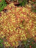 Tatoo Dwarf Japanese Maple 1 - Year Live Plant