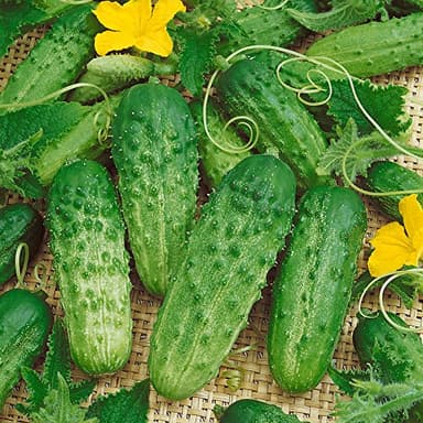 Park Seed Variety of Cucumber Seeds, Planting Cucumbers, Vegetable Seeds, Easy to Grow, Non-GMO, Perfect for Harvesting, Pick-a-Bushel Hybrid, Pack of 30