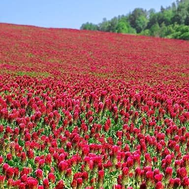 Organic Crimson Clover Seeds - 1 lb ~46,400 Seeds - Legume Clover Seeds for Cover Crops, Wildlife Forage, Pasture, Hay, Pollinator Attractant, Green Manure, & More - Clover Seeds for Planting