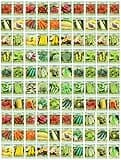 100 Assorted Heirloom Vegetable Seeds 100% Non-GMO (100, Deluxe Assorted Vegetable Seeds)