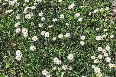 No Mow Flowering Lawn Grass Seed - !/4 Pound