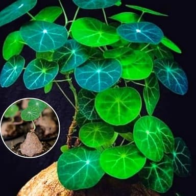 Our 10 Best Red Rattan Stephania Erecta for 2026 [US] | OneClearWinner.com
