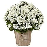Nearly Natural Geranium Silk Flowering Plant in Farmhouse Planter UV Resistant (Indoor/Outdoor)