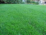 Kentucky Bluegrass Lawn Grass Seed, 1 Pound