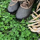 Micro Clover Seed for Lawn - 1 Lb - ~400,000 Microclover Seeds for Planting - Drought-Tolerant Mini Grass Alternative by Mountain Valley Seed Company