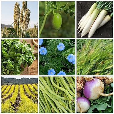 No-Till Forage Friendly Cover Crop Seed Mix – 5 lb, Covers 1,000 Sq. Ft. – 9 Winter-Kill Varieties for Spring, Summer & Fall – Non-GMO Planting Seeds