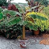 Musa Dwarf Cavendish Banana Tree Fruit Plants Live for Planting