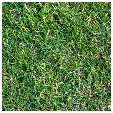 Everwilde Farms - 1/4 Lb Buffalo Grass Native Grass Seeds - Gold Vault