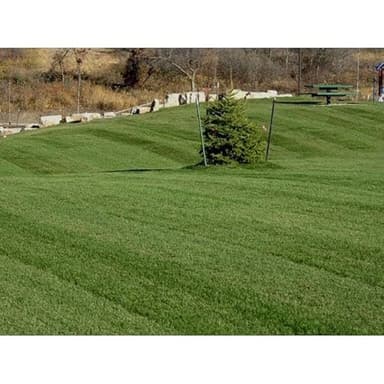 SeedRanch Midnight Kentucky Bluegrass Seed (Certified) - 5 Lbs.