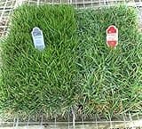 Empire Turf® Zoysia Grass Plug Tray