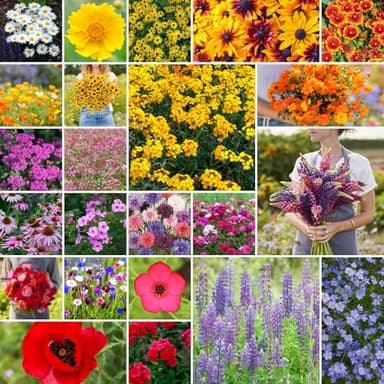 Eden Brothers Northeast Wildflower Mixed Seeds for Planting, 1/4 lb, 120,000+ Seeds with Cosmos, Candytuft, Shasta Daisy | Attracts Pollinators, Plant in Spring or Fall, Zones 3, 4, 5, 6, 7, 8, 9, 10