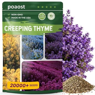 20000+ Purple Creeping Thyme Seeds for Planting - Perennial Ground Cover, Heirloom Non-GMO Thymus Serpyllum, Fragrant Flowers for Lawn Replacement, Walkways & Backyard