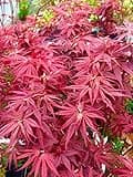 Pixie Dwarf Japanese Maple 2 - Year Live Tree